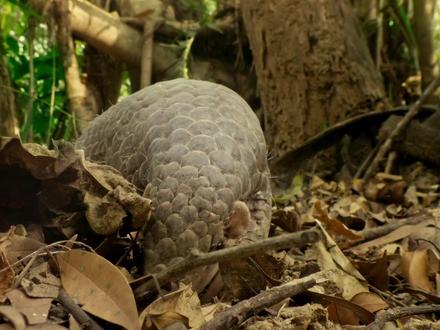 没有买卖,就没有伤害#穿山甲 #动物科普