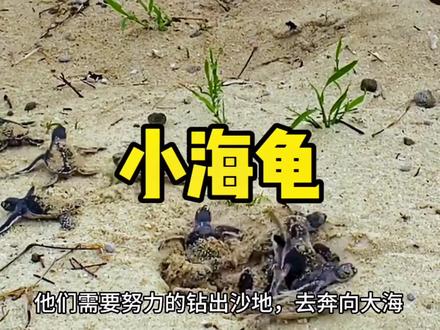 #动物 #神奇动物在抖音 记录小海龟回归大海的历程