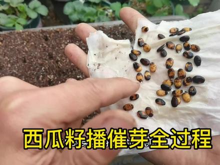 西瓜籽播催芽记录,“米田共”农家肥伺候! #阳台种植