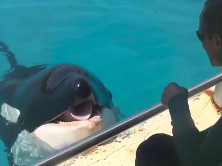 01海洋中的霸主,轻松虐杀大白鲨的虎鲸,为什么对人类如此友好? #虎鲸 #鲨鱼 #海洋动物 #科普