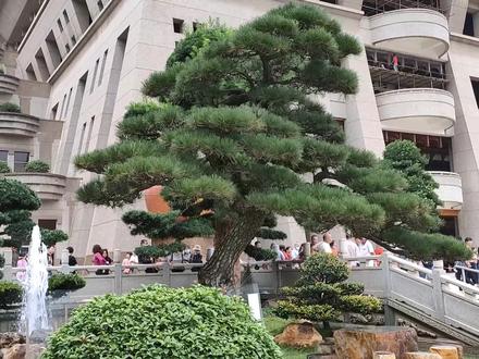 价值1000万的罗汉松,最便宜一棵要20万,玉林云天宫让你大开眼界