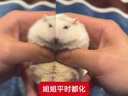 姐姐平时都化那么浓的妆吗#小仓鼠 #养鼠日常分享 #仓鼠日常 #仓鼠 #仓鼠宝宝的日常