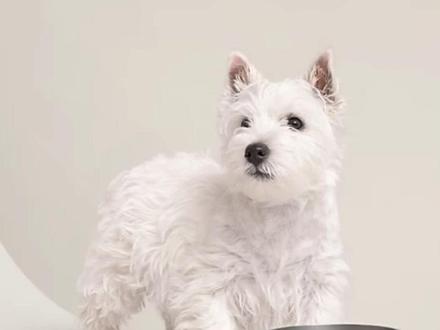 爱马仕上架新款狗碗,材质为100%不锈钢 售价超2万,客服回应:2026年春季新款产品,只剩少量库存