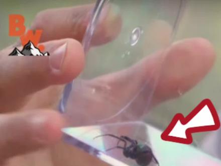 #剧毒蜘蛛“黑寡妇”:敌不动我不动(1/3)#硬核狼叔 #荒野求生 #蜘蛛 #动物