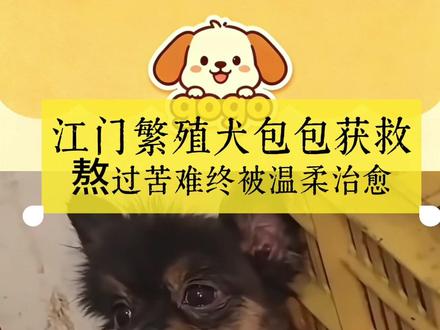 曾一年生5次绝望撞墙的繁殖犬包包,终于被温柔救赎😭 #博美 #繁殖犬救助 #狗狗救助 #毛孩子 #愿所有生命被温柔以待