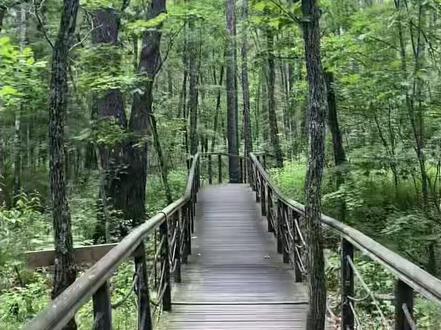 牡丹江第二天(下)镜泊湖地下森林#森林氧吧 差点冻死在7月份,黑天没有人还下雨,吓死了🥺#流水账式旅行vlog #保持热爱奔赴山海 #镜泊湖