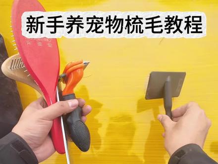 狗狗是怎么爱上梳毛这件事的?
#边牧亚索 #狗狗梳毛 #美毛神器 #宠物知识
评论区问的多的是一梳毛狗狗就不配合、新手学习一下如何正确梳毛和挑选什么工具。