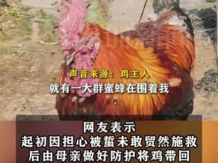 【#公鸡被上万只蜜蜂包围叮得满脸毒刺】主人用阿莫西林救治:情况好转,鸡冠恢复红润。#贵州dou知道