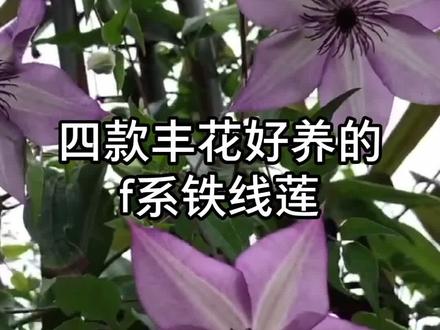 弗罗里达系铁线莲花量大但是小苗大多容易枯,推荐几款好养适合新手的:美好回忆(乌托邦)名绪,夏茜,蜥蜴,