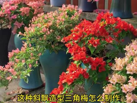 教你做侧飘造型三角梅#三角梅 #三角梅造型