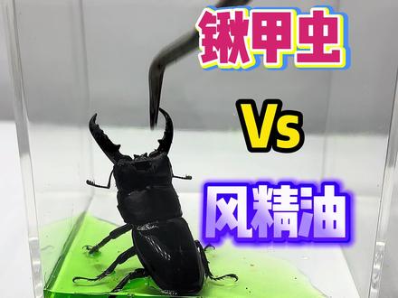 锹甲虫:这个味道真难闻 #锹甲虫 #趣味实验