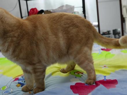 哈基米德音乐实验续集