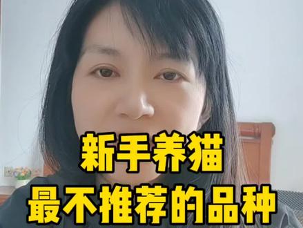 新手千万别养这几种猫! #养猫新手 #养宠进阶指南 #养猫人 #萌宠 #养猫经验分享
