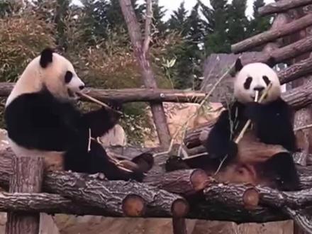 当熊猫届的大哥大和大姐大处了对象:一个成了无敌恋爱脑,一个成了搞笑妈妈
#大熊猫欢欢#大熊猫园子#大熊猫园子耙耳朵#欢欢和园子的那些事#法国大熊猫