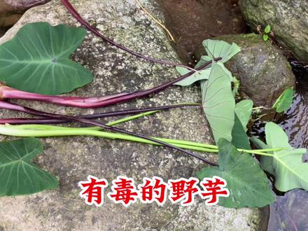 野芋有毒真的不能吃!每年因误食它而“挂彩”的事时有发生!