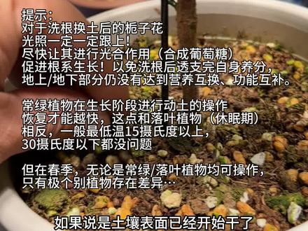 阳台棒棒糖养成中#栀子花