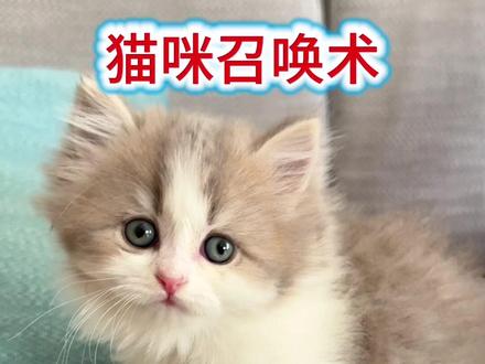 谁用谁知道!播放这段声音,猫咪自动出现!#猫语#养宠知识 #新手养猫#萌宠#猫语十级