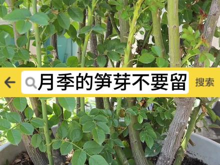 月季长大后笋芽留没必要留着了 #养花小知识 #月季养护