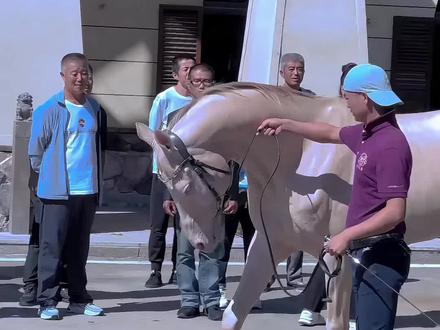 马年带你认识几种马,祝各位老板“马到成功”!#科普 #马 #马到成功 #龙马精神 #见者好运