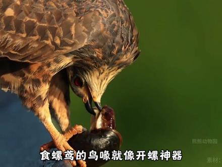 吃螺丝,不破壳精准吸出,食螺鸢捕福寿螺全程高能(上) #食螺鸢 #吃螺丝 #动物科普 #抖音硬核版 #福寿螺