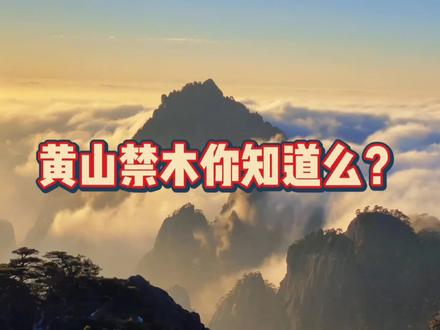 你知道为什么黄山禁木么?#希望我的作品给您带来最美的回忆与快乐 #给自己一个微笑😊让心情豁然开朗 #疲惫的生活里总要有温柔的梦想 #微笑吧,好运会伴随你的每一天! #用心制作每一个视频