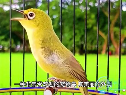 为什么说暗绿绣眼鸟将成为最受欢迎的宠物鸟?第一个理由就足够了#笼养鸟文化 #奇妙的动物 #养鸟 #养鸟经验分享