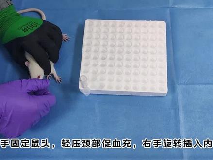 实验干货丨大鼠眼眶取血操作