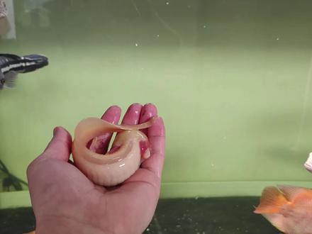 六角恐龙挑战猛鱼缸?丢进去肯定会被大铅笔撕碎,不如换佛鳄龟上!#养鱼日记#猛鱼 #六角恐龙 #大铅笔鱼 #挑战