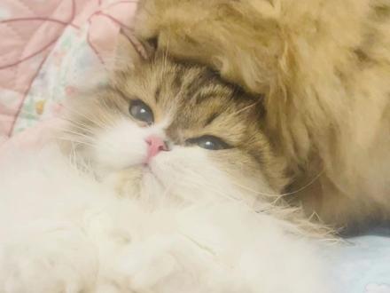 #创作灵感 别人说某只猫单方面的舔另一只,舔的那个是老大。两只猫相互舔毛,是感情好。是这样的吗?#米努特矮脚猫 #拿破仑猫 #舔毛是一件很优雅的事