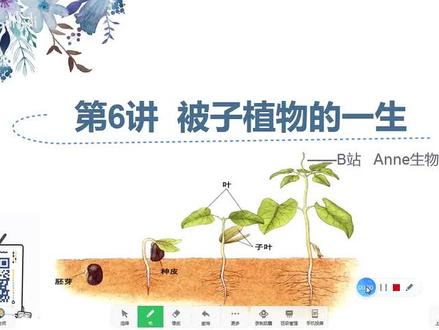 中考生物知识点复习-被子植物的一生