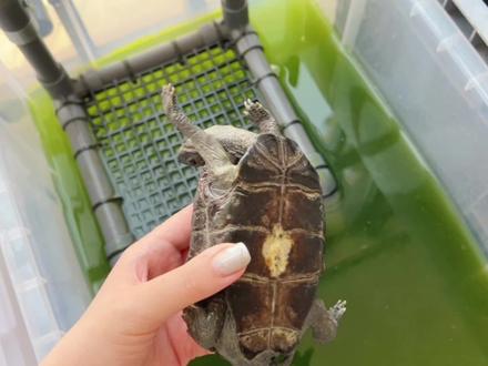 “绿水养龟yyds”?聊聊对绿水养龟的体会 #养龟日常 #乌龟喂食 #养龟 #养龟日记 #中华草龟