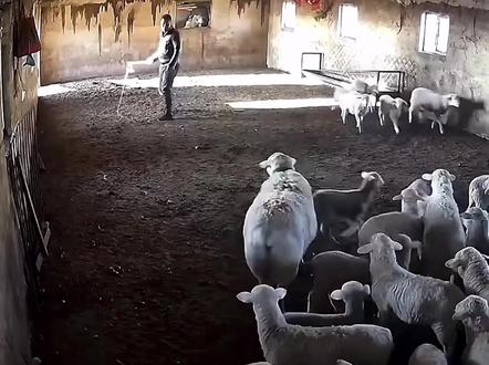 其实第一鞭下去已经求饶了