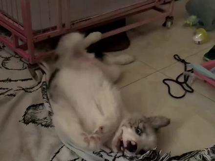 狗狗的邪修握手口令训练方式 简单理解就是在狗狗安静且不疯的状态下 握着狗狗的手 嘴里一直重复握手 我不知道适不适合其他狗狗 也没想到我的狗狗会已这样的方式学会握手 也希望可以给更多家长提供帮助
同时 我也提前声明一下 这个训练方式没有任何科学依据 没必要站在道德的制高点来评判我的对错
狗狗是在我第一次做这个行为的时候 就已经学会了握手了 至于前对比的时间为什么这么长 是因为他之前唯一一次会握手是在那个时期 然后我发现那个方法对他不管用之后 停了大半个月没有教过他握手 所以体型差异才会比较大#狗狗握手训练 #边牧 #邪修 #禁止虐待动物