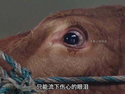 为什么这样敲牛,各位有做过这道工序吗。