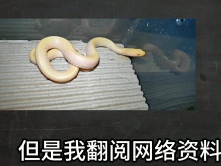 渔游蛇来啦!!!!!!!!!!! 大家对现在的视频表达有没有什么不喜欢或者看法都可以提出来,我会不断提升剪辑和讲解的质量#爬宠 #科普 #蛇蛇教 #搞笑 #蛇