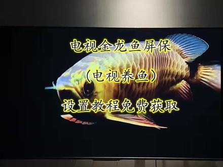 金龙鱼电视屏保下载和设置教程,电视养鱼教程,金龙鱼屏保下载教程,金龙鱼动态壁纸下载,金龙鱼4k超清全面屏。海信电视机屏保龙鱼设置教程,金龙鱼动态壁纸下载免费,TCL金龙鱼电视屏保设置教程,小米电视金龙鱼屏保设置教程,金龙鱼屏保高清4下载教程#电视养鱼教程#电子养鱼#电视屏保#金龙鱼屏保#电视屏保设置教程电视养鱼,电子养鱼。金龙鱼电视屏保教程