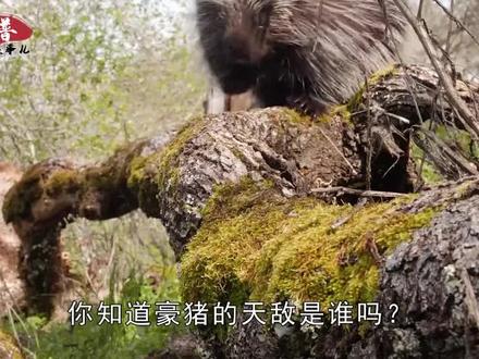 豪猪的天敌出现了,豪猪浑身都是刺,它是怎么捕杀豪猪的?