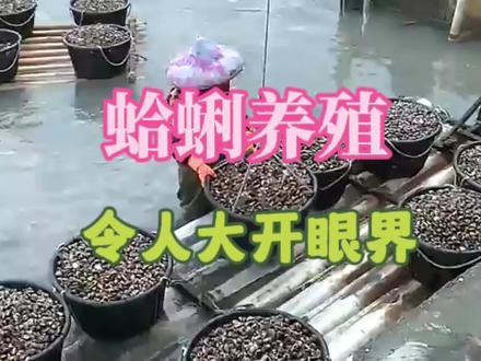 蛤蜊养殖:过程令人大开眼界!