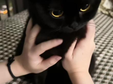 得劲魔法! #人类不能没有小猫咪 #没有小猫咪的世界是不完整的 #我和我的黑猫 #得劲魔法 #拿捏我的小猫咪 音频原创@杏艿姜