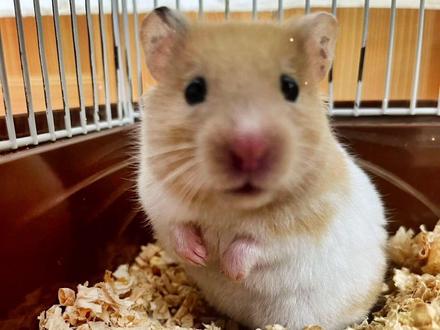 因为经常被放在门口,所以叫王招财。#金丝熊 #萌宠日常记录 #毛茸茸