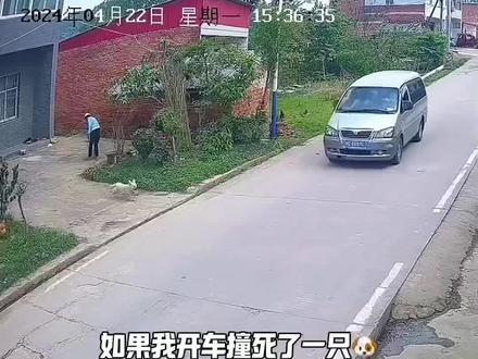 开车撞到狗,如何处理?#驾驶技巧 #新手司机