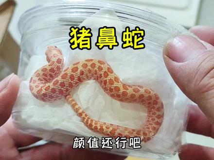 开箱一只哈基蛇#猪鼻蛇