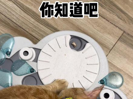 听说90%的猫都不会玩这个转盘~
#养猫日常 #小猫咪智商挑战#橘猫智商有多高