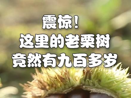 震惊!这里的老栗树竟然有900多岁 #为你喝彩
