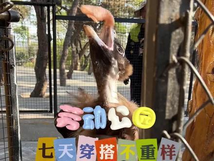 劳动公园喂养动物流程~#动物园 #动物 #饲养员日常#哺乳类动物 #vlog日常