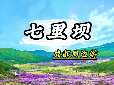 成都出发!解锁七里坝索玛花海🌸 #成都周边游 #旅行推荐官 #户外徒步 #七里坝 #索玛花
