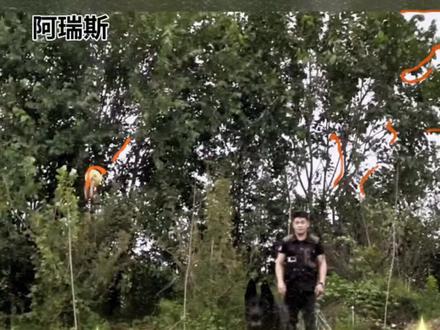 千万不要养东德,养了会让你崩溃#东德牧羊犬 #自繁自养 #工作犬 #精神小狗 #德牧 德国战神阿瑞斯搭配赛文的后代快出生啦!