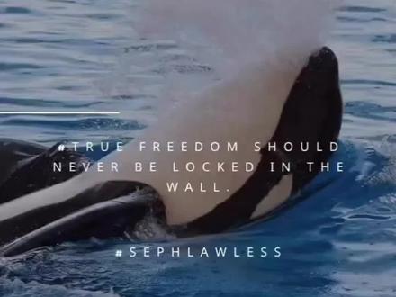 心碎💔虎鲸妈妈与宝宝困死池底?30头白鲸将安乐死?! 🌊 法国虎鲸母.子:被困的舞者
近日在法国,无人机拍下这一幕:早已关闭的海洋馆里,虎鲸Wikie和Keijo在浑浊的绿藻池中漂浮。
它们听见无人机的声音,突然开始摆动身体,像在表演——
“它们大概以为,跳舞就会有人喂食。” 😭😭😭
❓ 为什么还不放归大海?
法国2021年立法禁止圈养繁殖和表演,但2026年才生效。
官方找不到接受的地方:日本拒绝、西班牙满员……
它们困在污水中,一旦生病,可能被安乐死。
更窒息的是上个月报道的: 加拿大30头白鲸的困境
🐋“不能买卖,那就安乐死吧”
加拿大Marineland公园因经营不善,试图将30头白鲸卖给中国长隆,但被zf拒绝,目前可能面临安乐死的结局。
⚠️ 这不是保护,是有预谋的遗弃!
赤果果的政策伪善与双标!立法者自己赚足了美名,明知场馆会提前关闭,却不为动物安排后路。所谓“无处安置”,就是不愿花钱负责的借口。
大型双标: 一边呼喊着保护动物,不能买卖,另一边给出final解决方案——安乐死?!
他们只是想活着啊!如果养了他们,请负责到底!
#虎鲸 #白鲸 #海洋动物 #保护海洋生物 #大海的哭泣