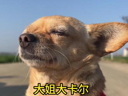 大姐大卡尔 作为家里的大姐大,卡尔其实始终默默关注着弟弟妹妹们的动向,一旦有谁需要帮忙它就会毫不犹豫地挺身而出 #狗狗 #本村最靓的狗 #爱坐电动车的卡尔 @顺丰速运 #让温情一路顺丰