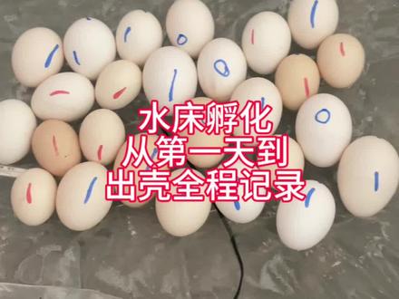 水床孵化全过程#人工孵化 #茶花鸡 #水床 #抖音养鸡人